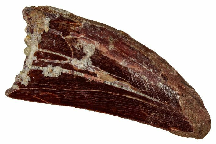 Serrated, Carcharodontosaurus Tooth - Real Dinosaur Tooth #341263